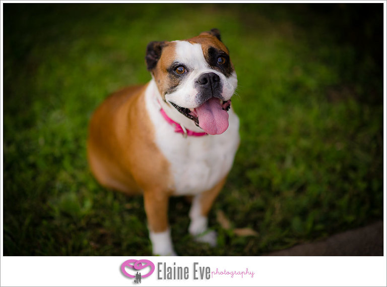 Pet Photography, Toronto & Mississauga Bridal & Wedding PHotographer, Indian & Asian Wedding photography