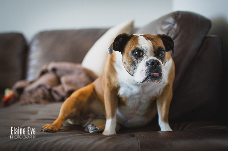 Bulldog photo