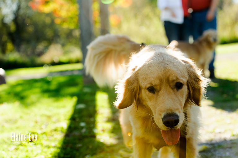 Golden Retriever Pet Photography Toronto