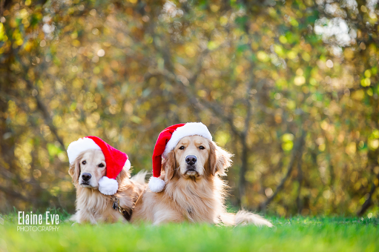 Golden Retriever Pet Photography Toronto