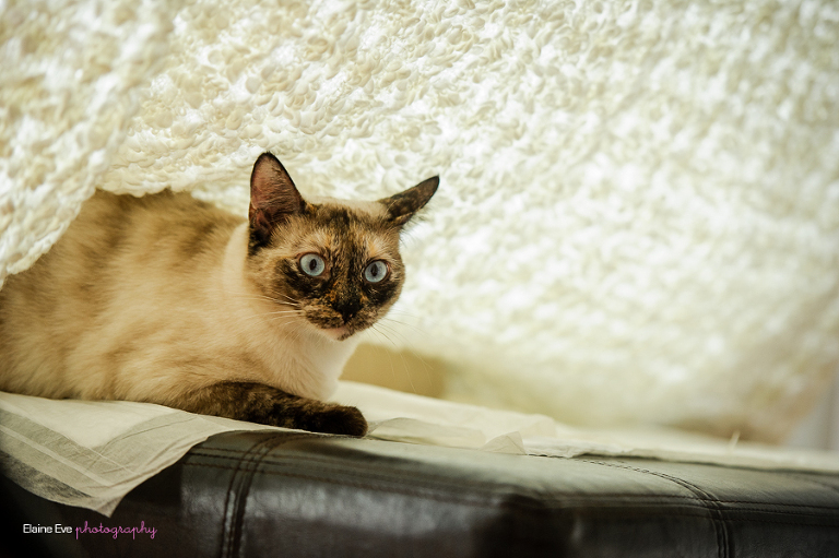 Photographer in Durham Region-40