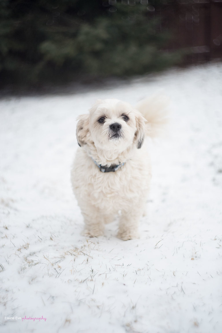 Helios 44_M Lens